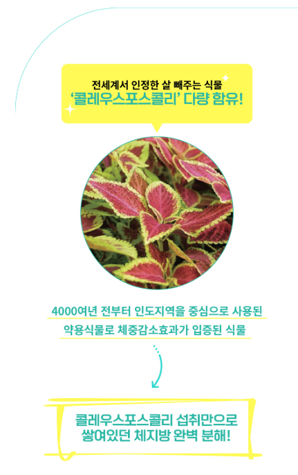남재현 다이어트 콜레우스포스콜리 원료 소개